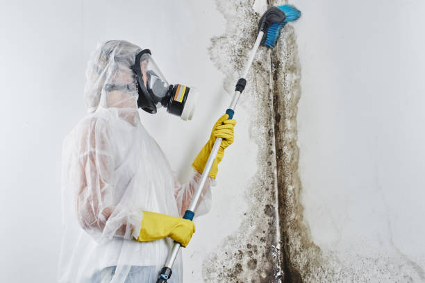 Mold Odor Removal Services in Fulton, MO